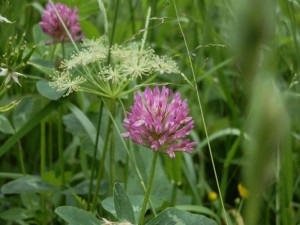 beskid wyspowy 59 (1)